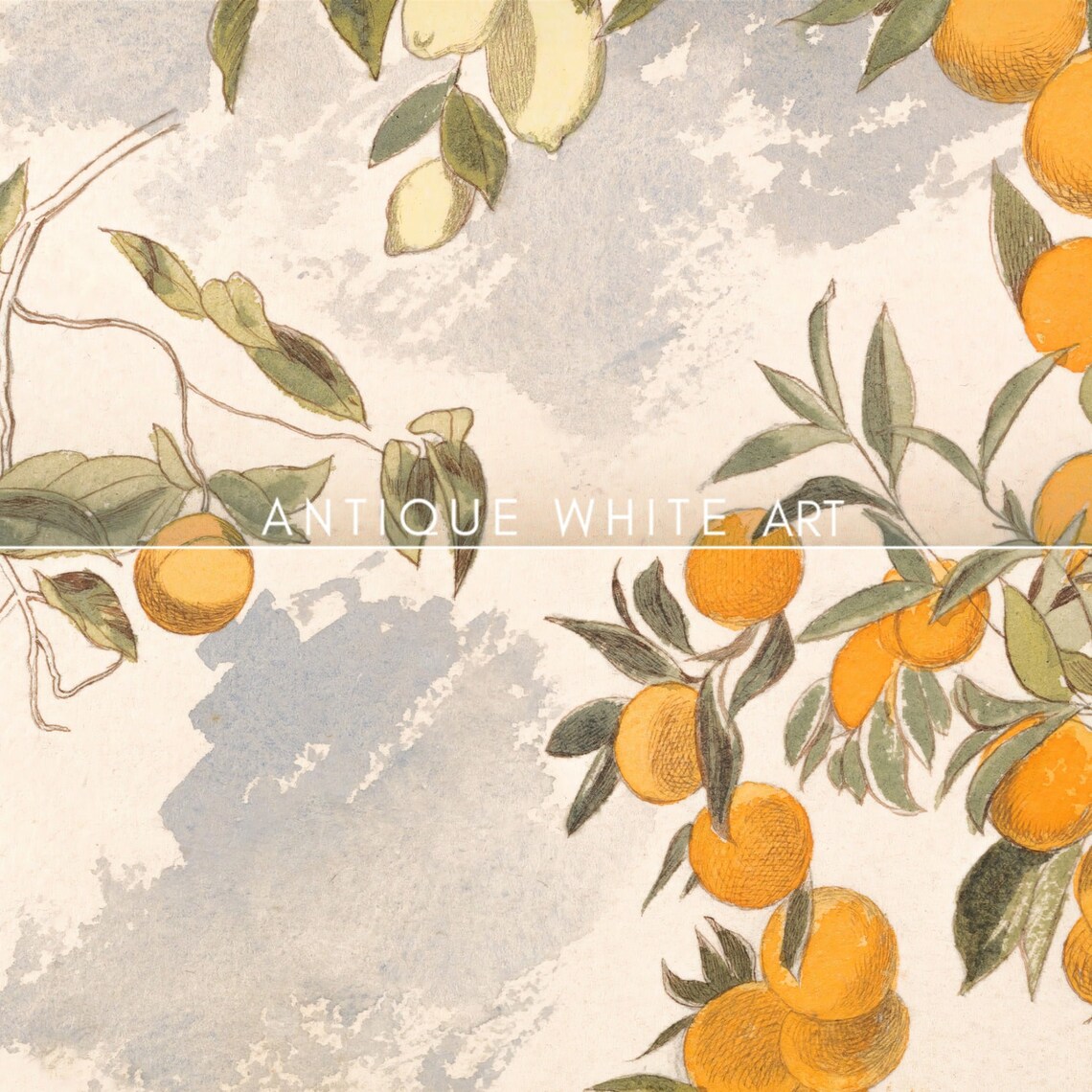 Orange Lemon Tree Vintage Botanical Art Print - Image 2