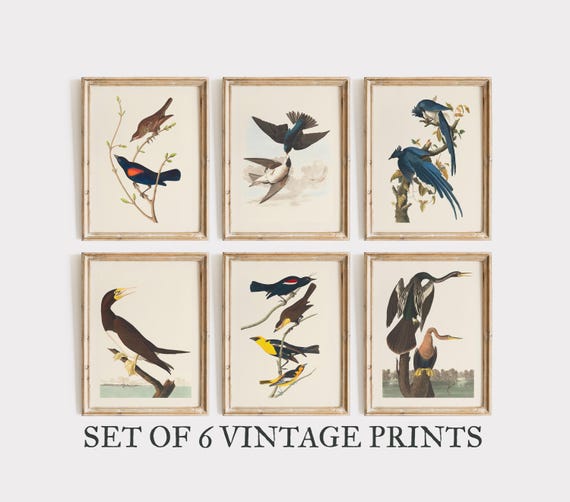 Audubon Art Bird Set Of 6 Vintage Gallery Wall Prints Neutral Nursery Print Sketch Swallow Home Decor