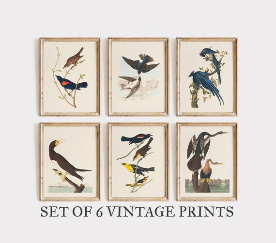 Set Of 6 Vintage Bird Illustrations Audubon Style Gallery Wall Decor Poster
