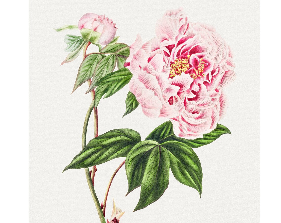 Pink Peony Vintage Lithograph, Botanical Art Print
