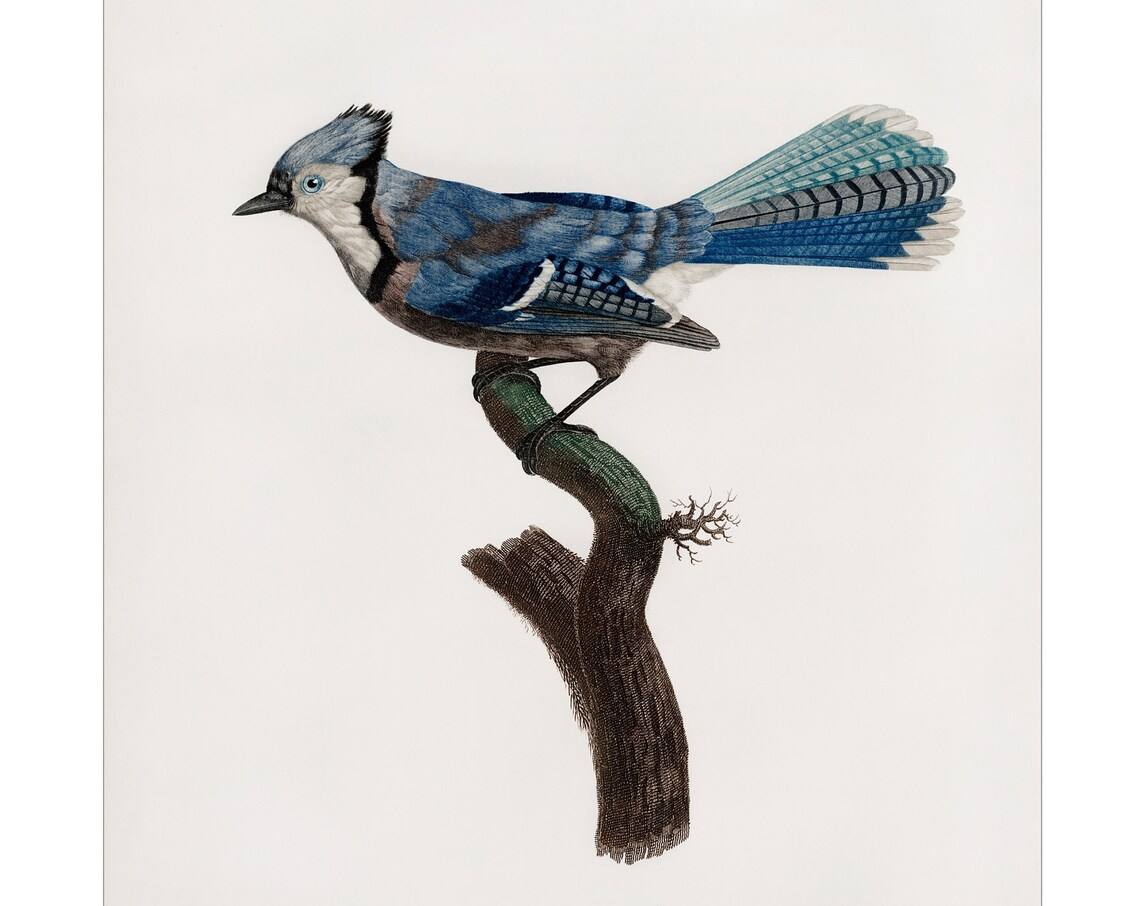 Le Geai Bleu, Jacques Barraband Poster Print