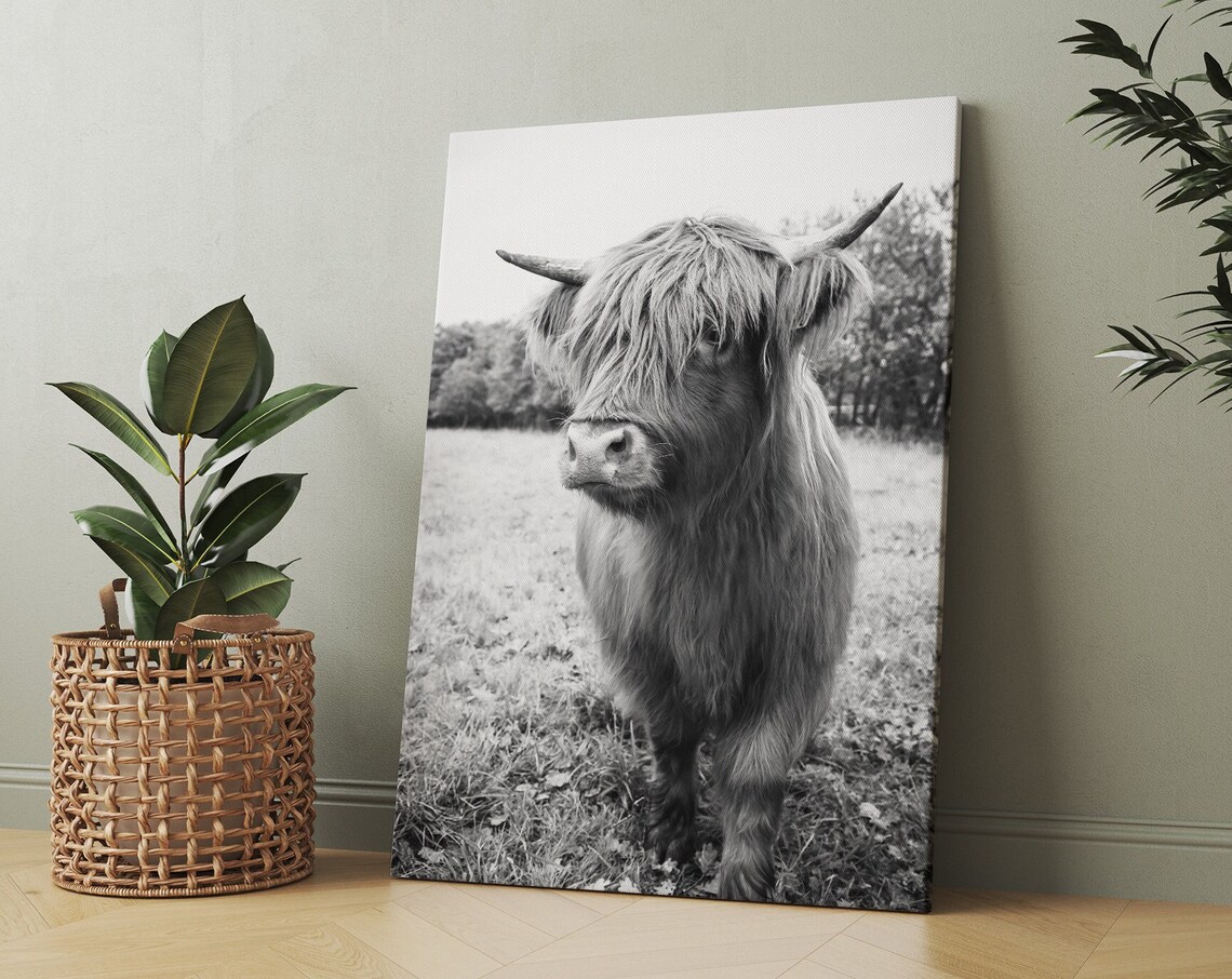 Monochrome Highland Cow Portrait Standing In Pasture Field Poster - Image 3