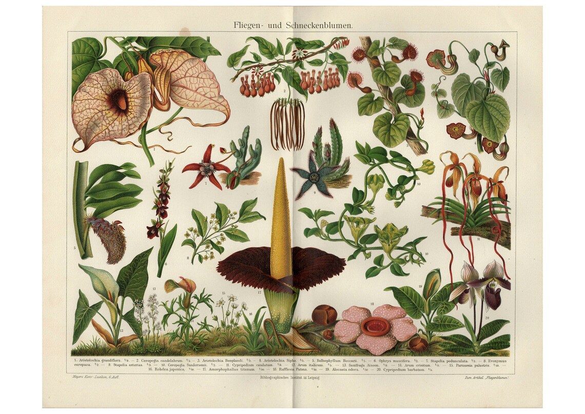 Carrion Flower Antique Lithograph, Botanical Art Print