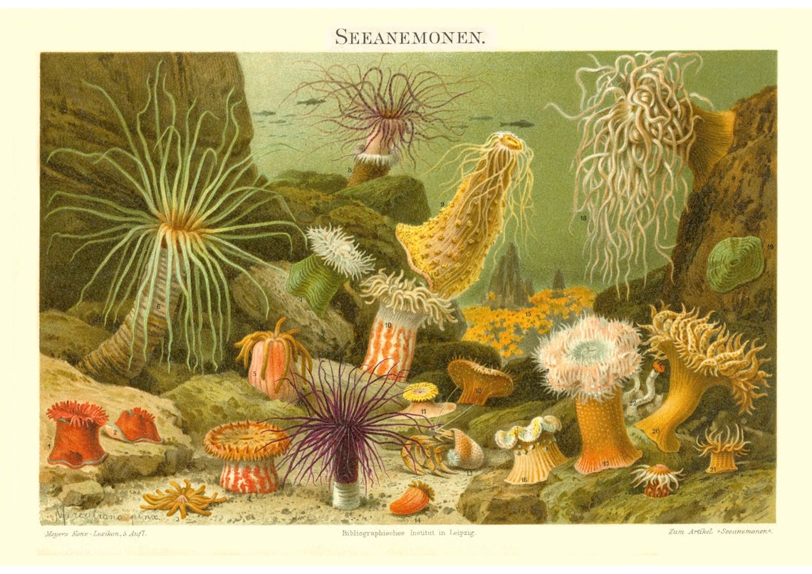 Antique Sea Anemone Lithograph German Sea Life 1897 Vintage Poster
