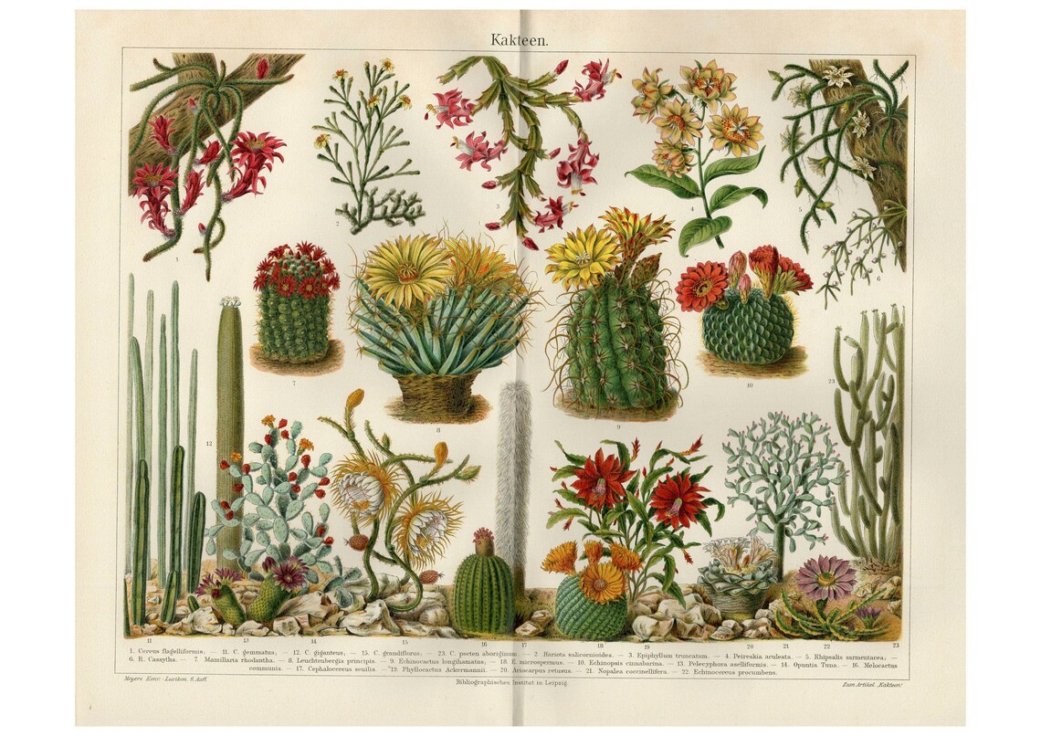 Cactua Antique Lithograph, Vintage Botanical Print