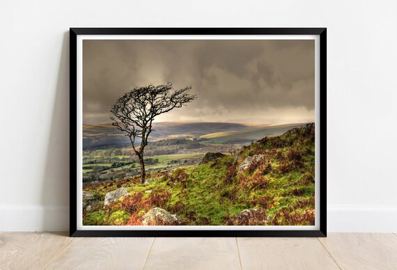 Lone Windswept Tree On Dartmoor Hillside In Autumn Light Poster
