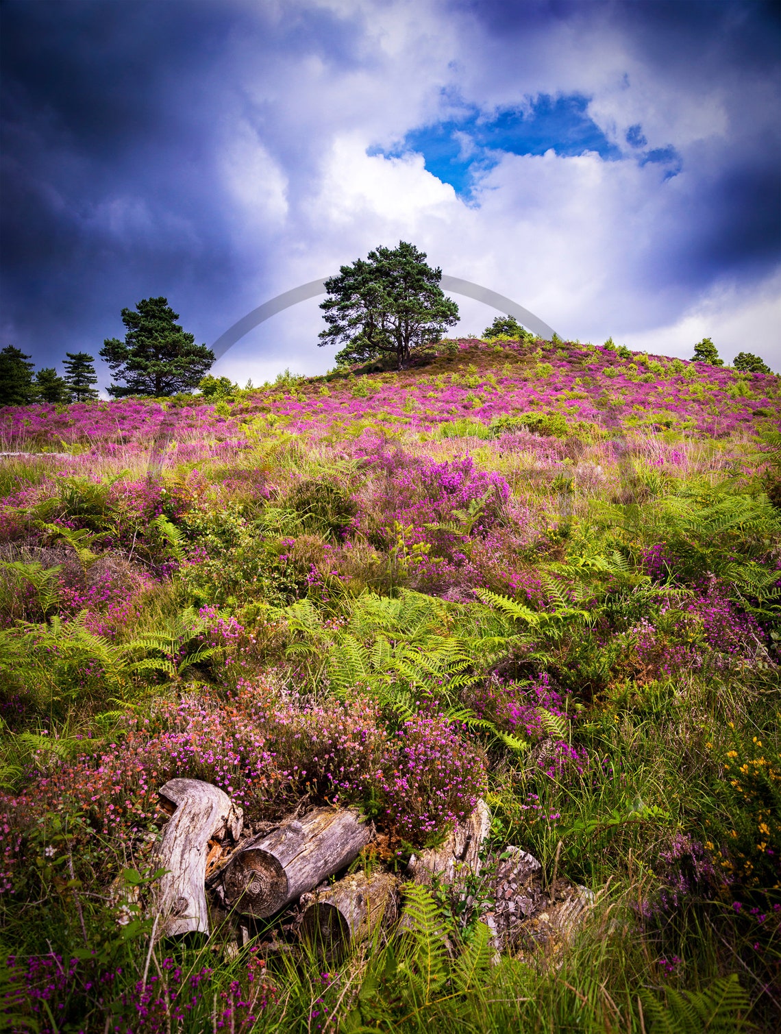 Purple Heather Dorset Heaths Blooming Hills Under Stormy Sky Poster - Image 3
