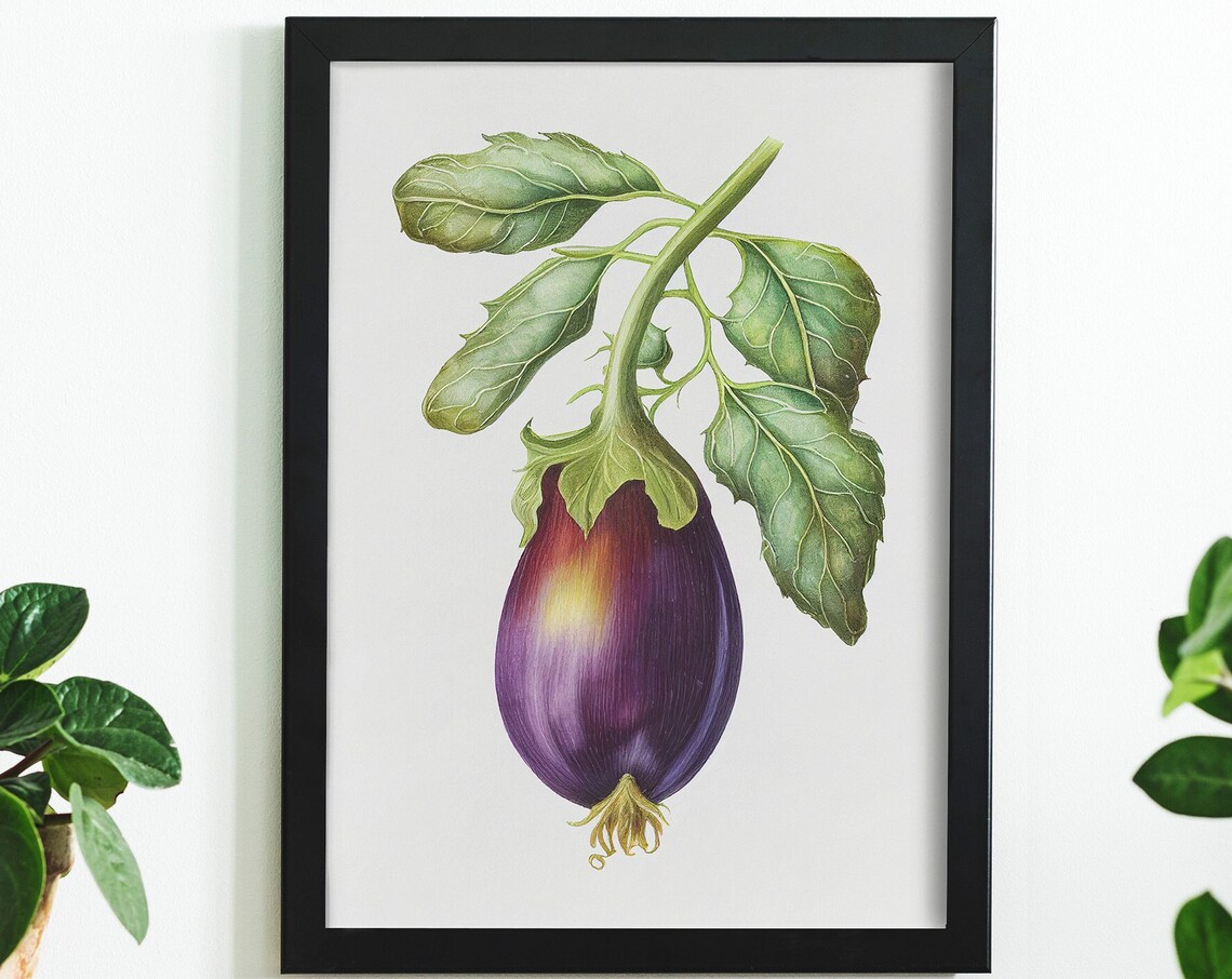 Vintage Purple Eggplant Botanical Illustration Kitchen Poster