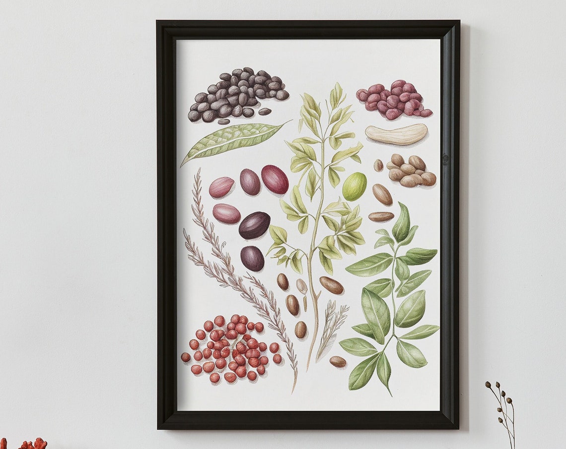 Legumes Beans And Pods Vintage Botanical Sketch Artwork Poster