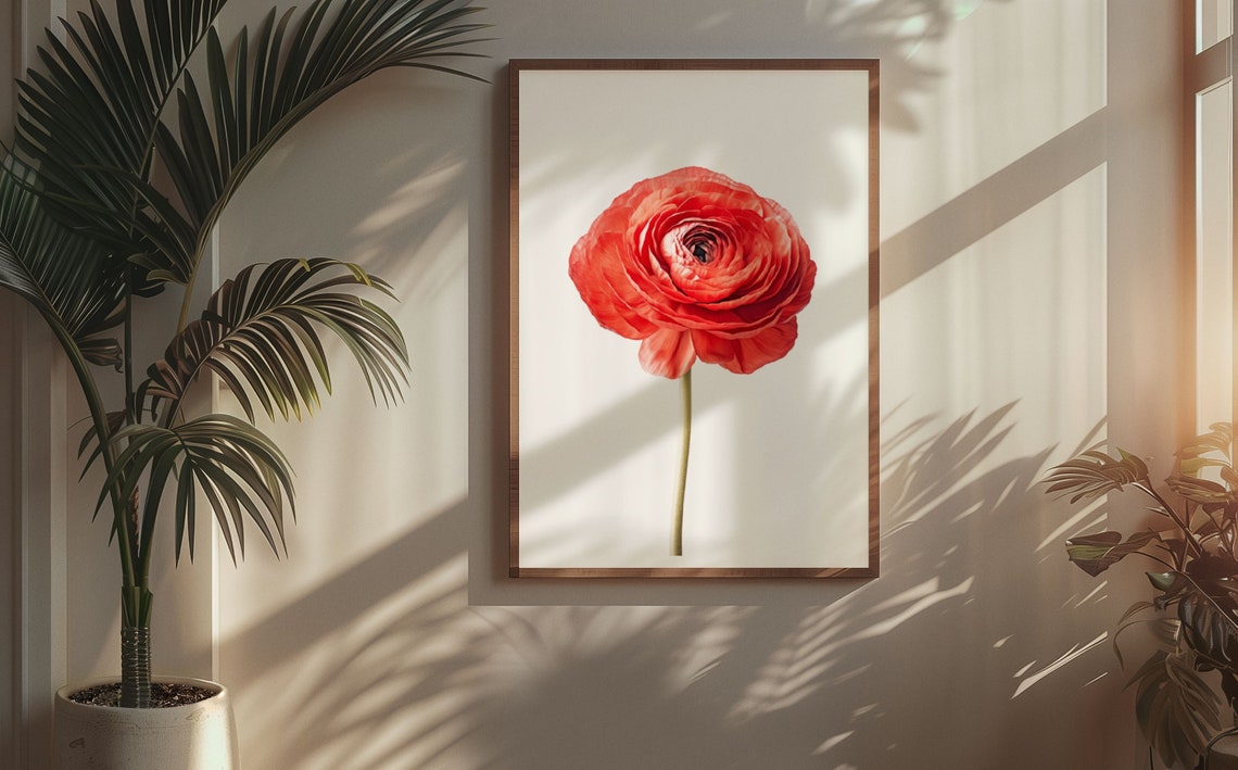 Red Ranunculus Single Bloom Watercolour Botanical Flower Poster - Image 6