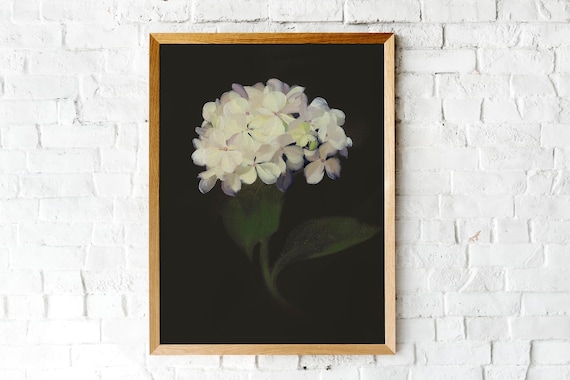 White Hydrangea Black Background Moody Floral Oil Painting Poster