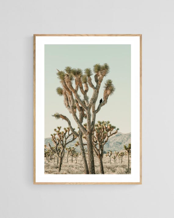 Joshua Tree Photograph, Southwestern Desert Landscape