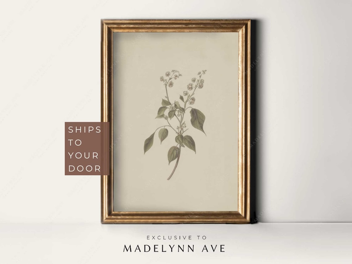 Vintage Clover Botanical Drawing, Neutral Botanical Art Print