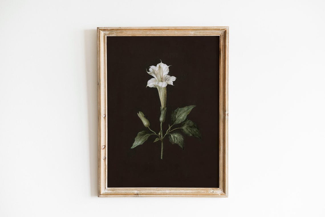 White Flower Vintage Botanical Study on Dark Ground Art Poster