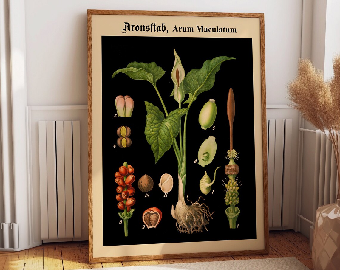 German Botanical Chart, Black Background Poster Print