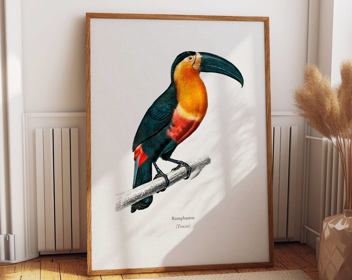 Toucan Print Toucan Illustration Of Toucan Wall Art Tropical Bird Print Vintage Animal Illustration Exotic Bird Wall Art Bird Poster Wbird 1