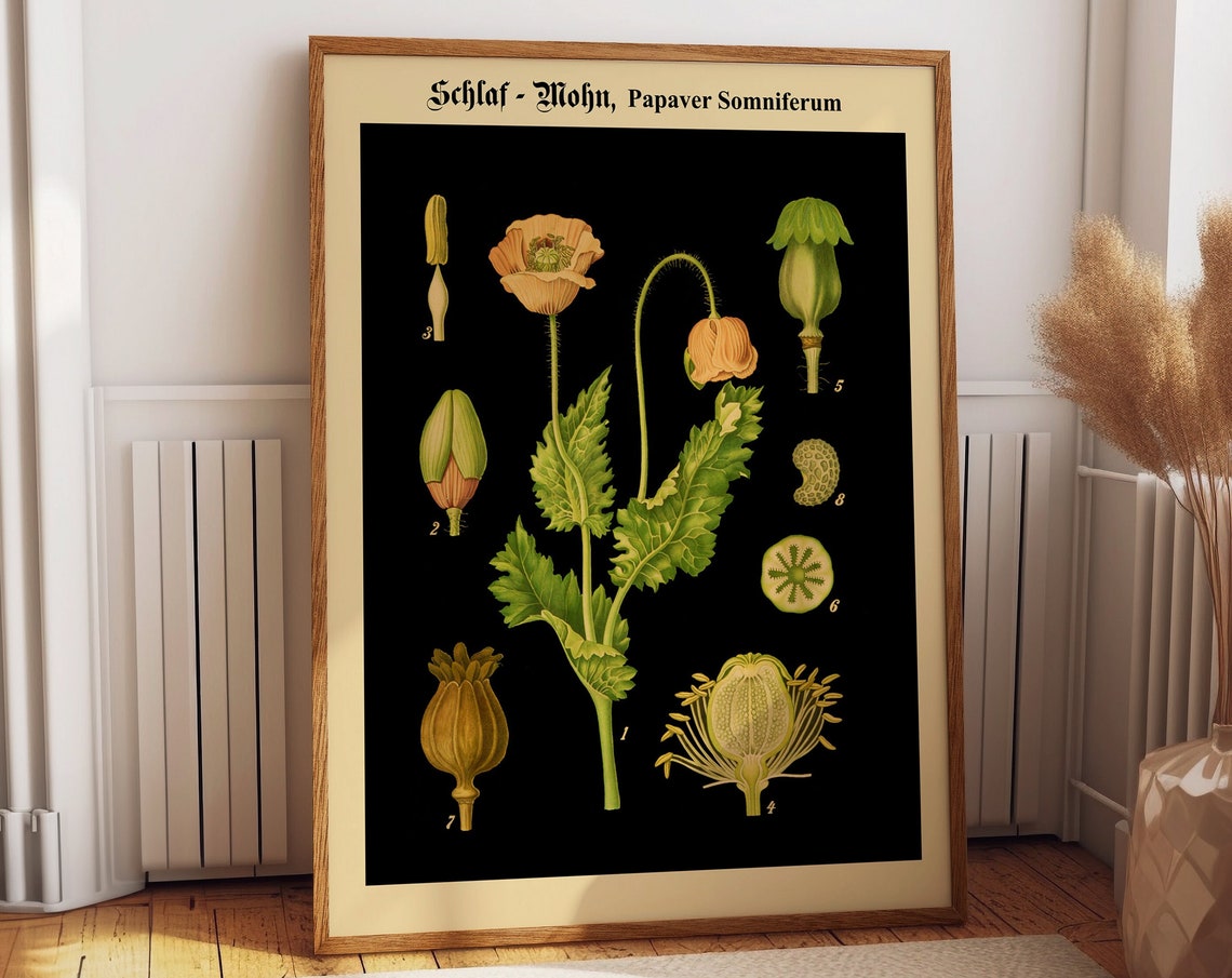 Opium Poppy Botanical Chart, Papaver Somniferum Poster
