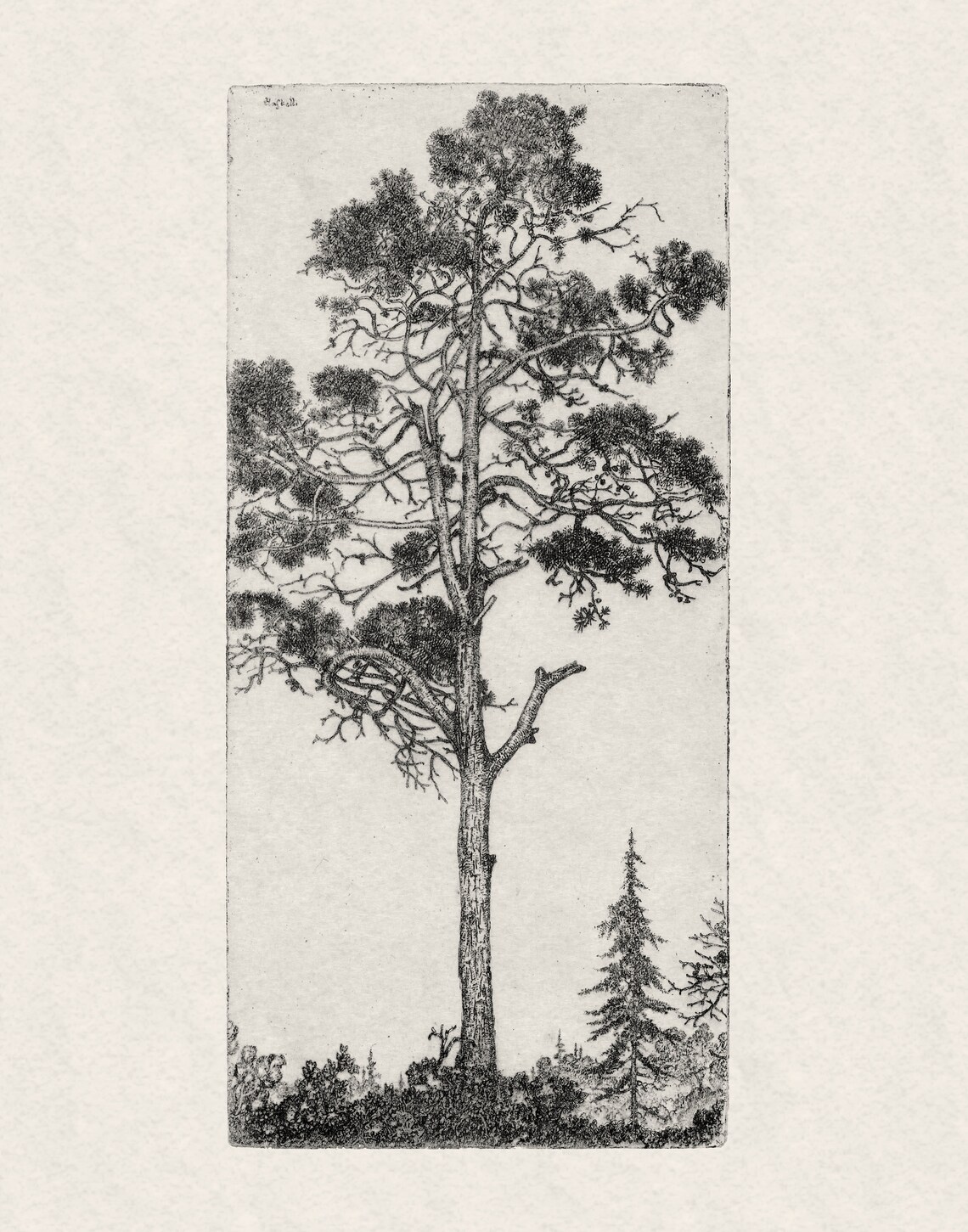 Botanical Sketch Tree Illustration, Vintage Art Print - Image 2