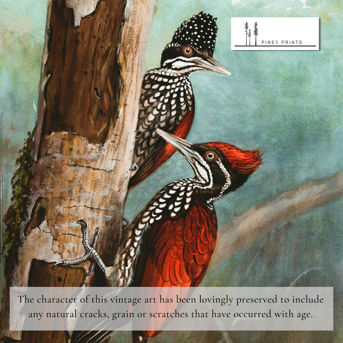 Crimson Backed Woodpecker Pair Vintage Naturalist Bird Painting Poster - Image 2