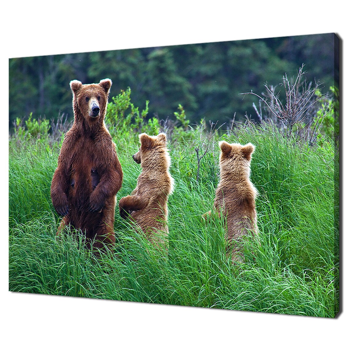 Grizzly Bear Mother And Cubs Standing Tall Green Grass Wildlife Wall Art Poster