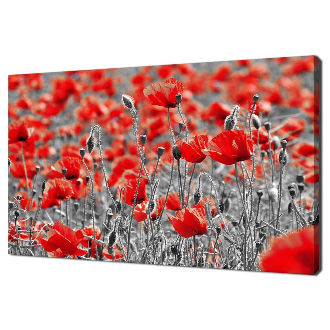 Red Poppies Field Selective Color Photography Modern Floral Art Print