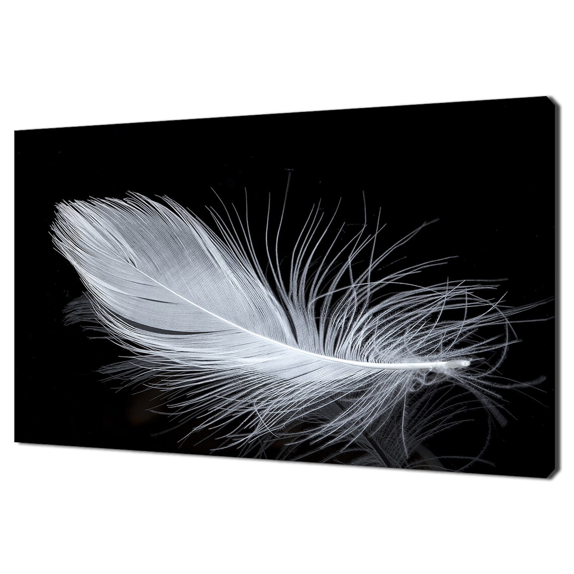 White Feather Fashion Modern Design Art Print