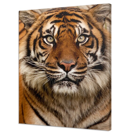 Majestic Tiger Face Close Up Orange Black Stripes Piercing Eyes Wall Art