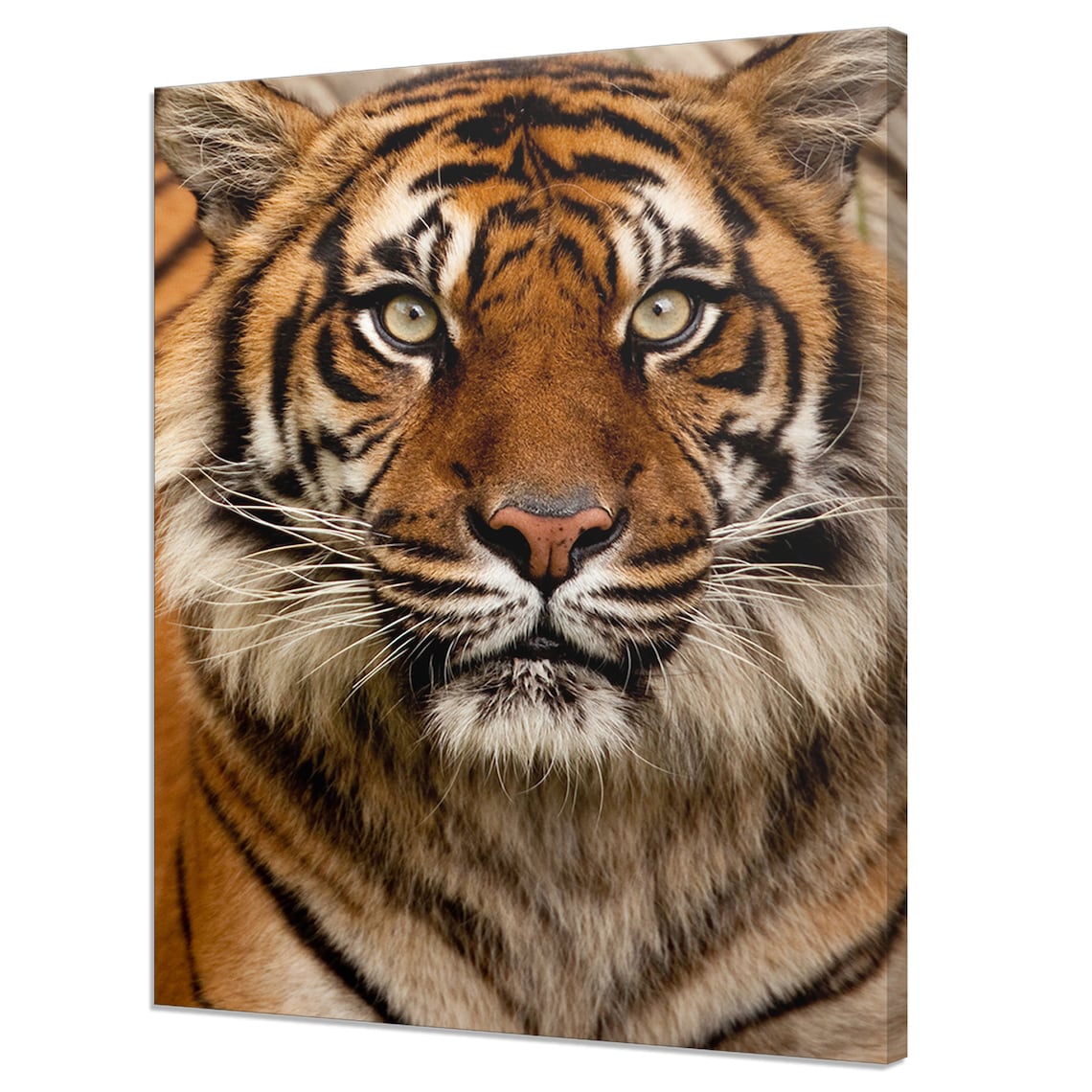 Majestic Tiger Face Close Up Orange Black Stripes Piercing Eyes Wall Art
