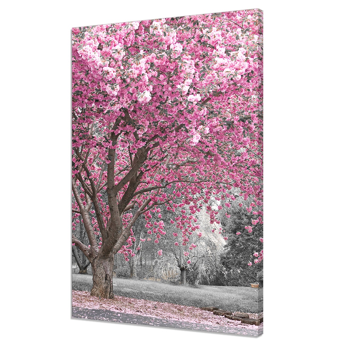 Pink Cherry Blossom Tree Spring Flowering Branches Park Poster