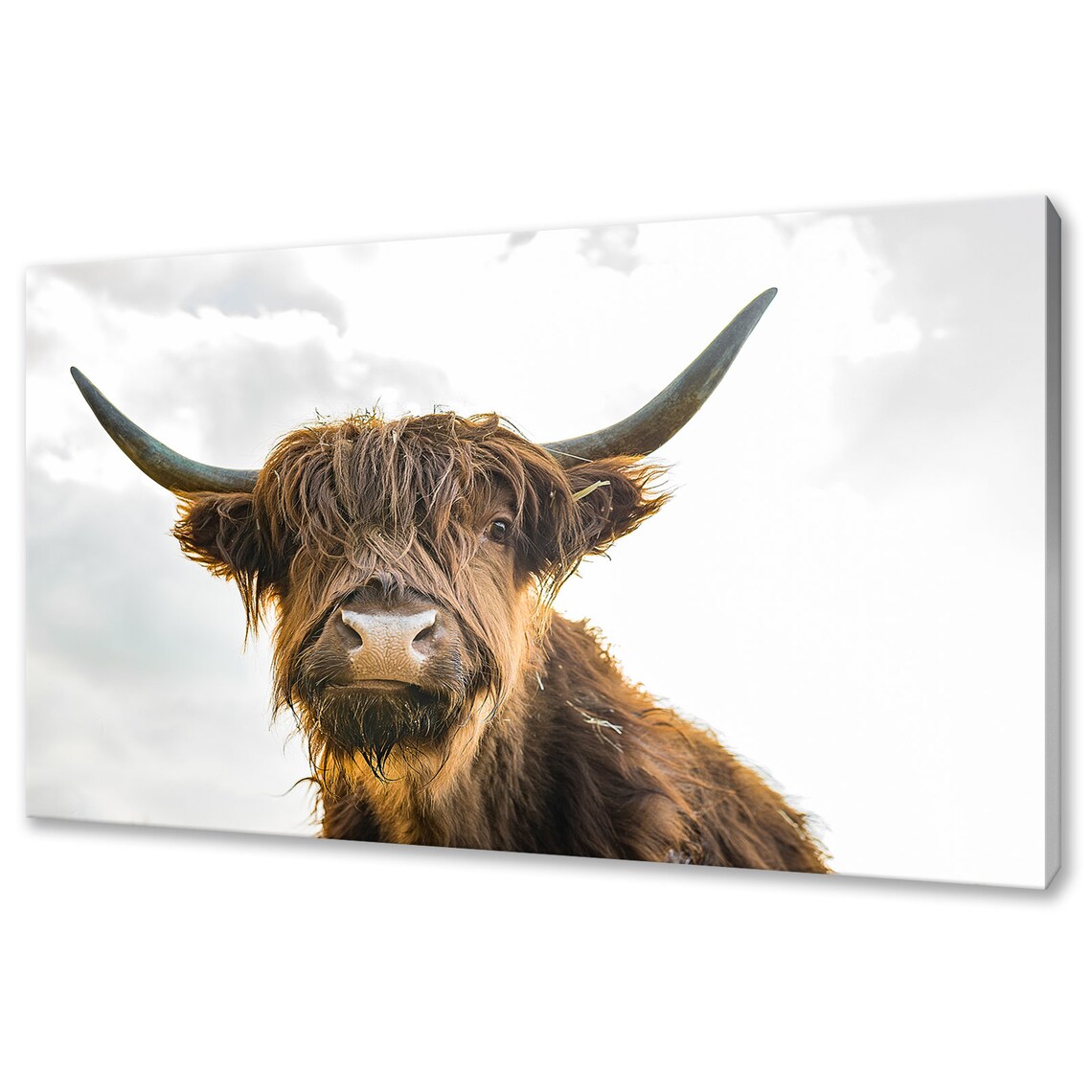 Scottish Highland Cow Modern Design Wall Art Print