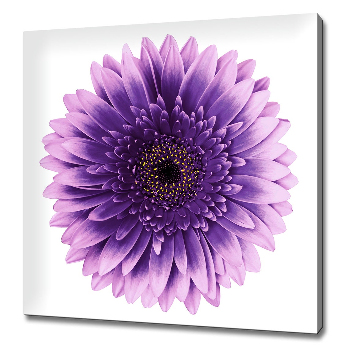 Purple Gerbera Daisy Close Up White Background Floral Photo Print