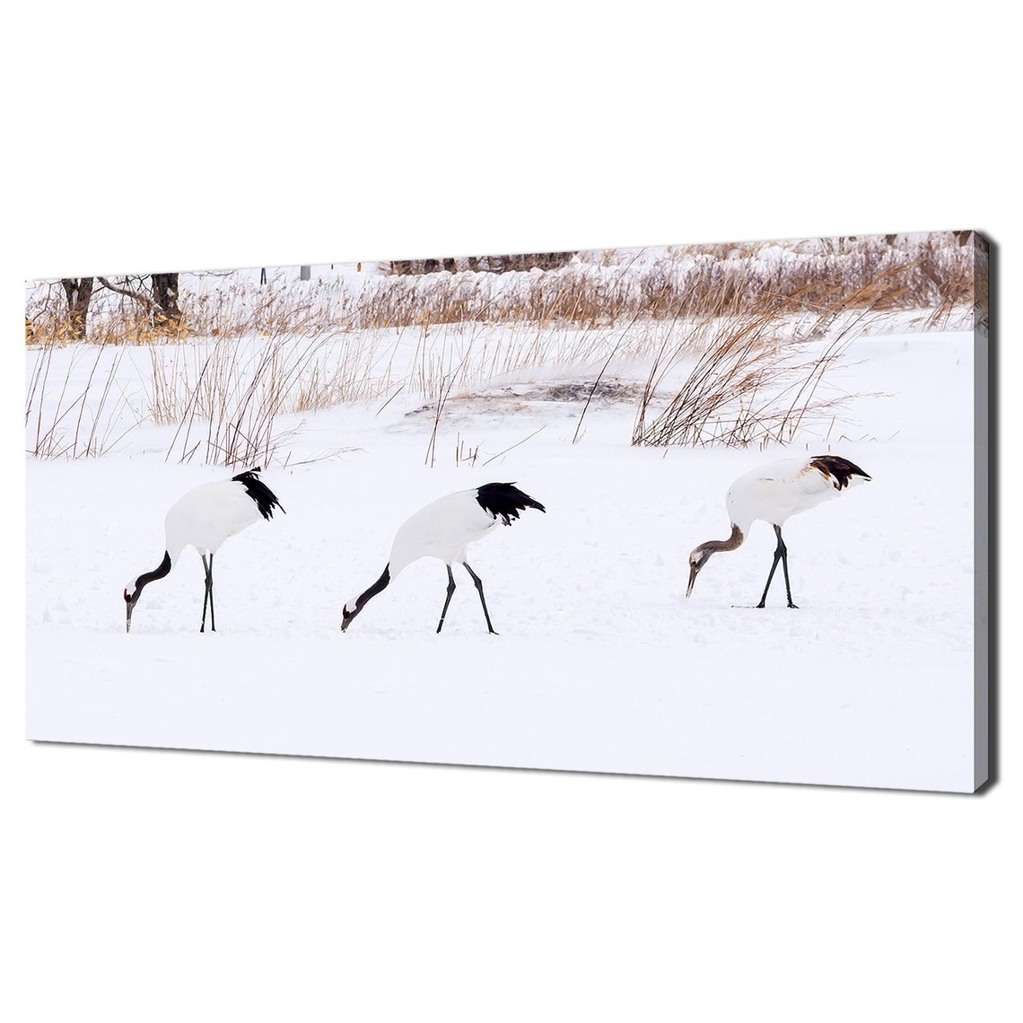 Red Crowned Cranes Foraging Snowy Winter Field Wildlife Bird Poster