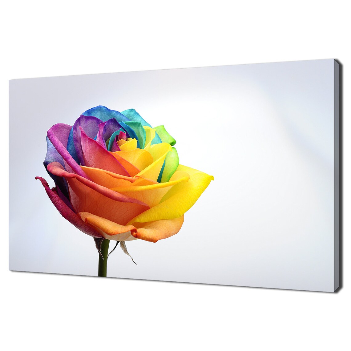 Rainbow Rose Petals, Modern Floral Design Art Print