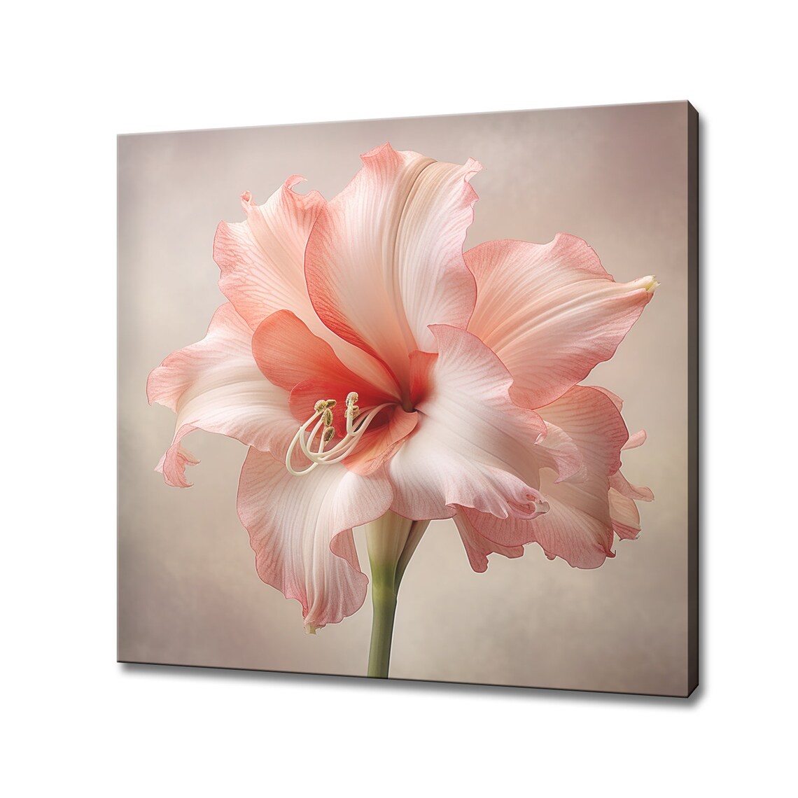 Ruffled Pink Amaryllis Elegant Close Up Botanical Floral Wall Art