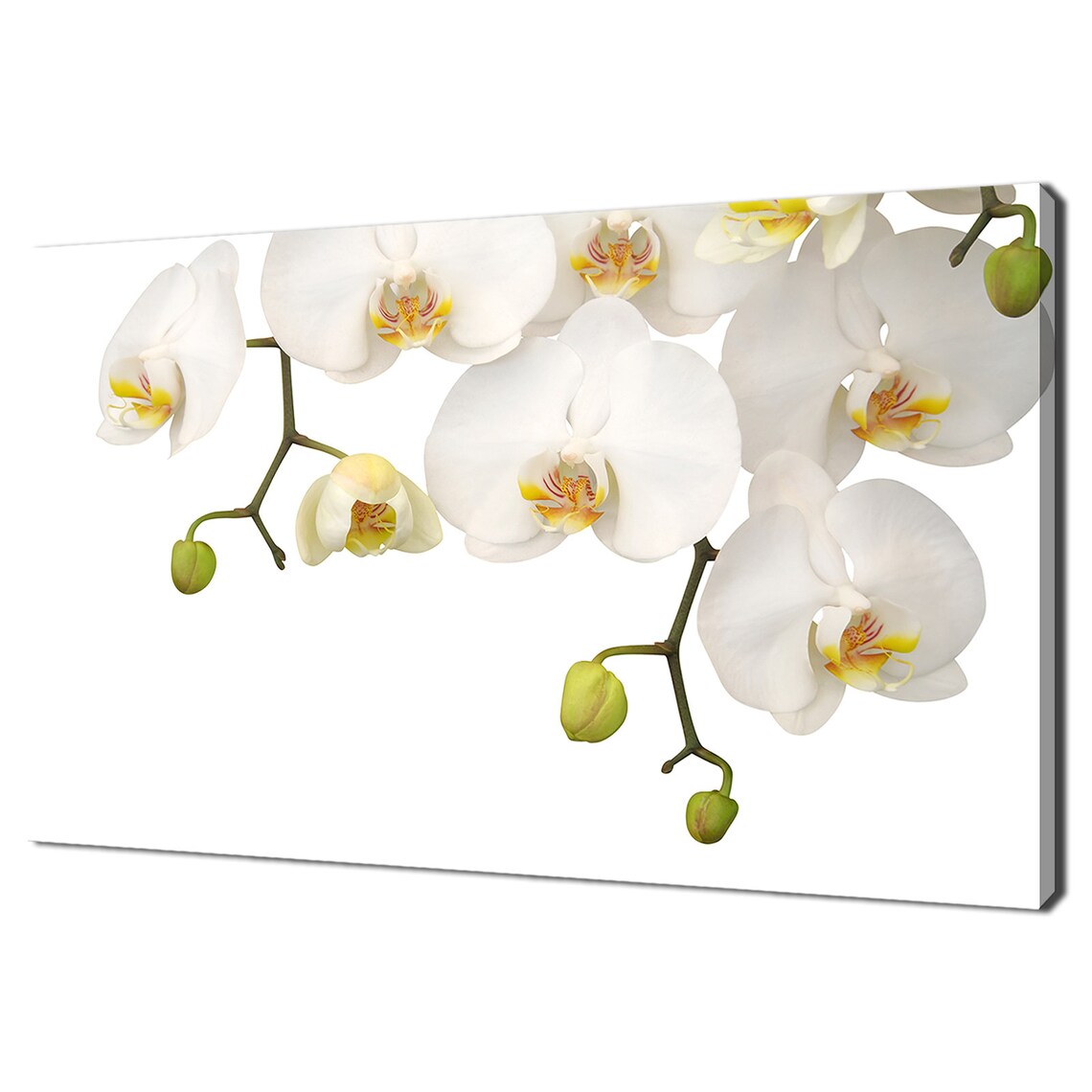 White Orchids, Modern Design Art Print for Home