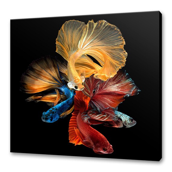 Beautiful Colourful Siamese Fighting Fish Modern Design Home Decor Print Wall Art Picture