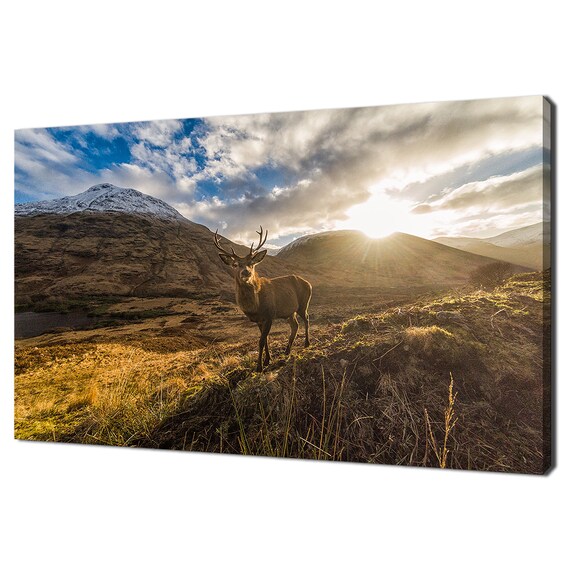 Majestic Stag Deer Sunset In Scottish Highlands Photography Wall Poster