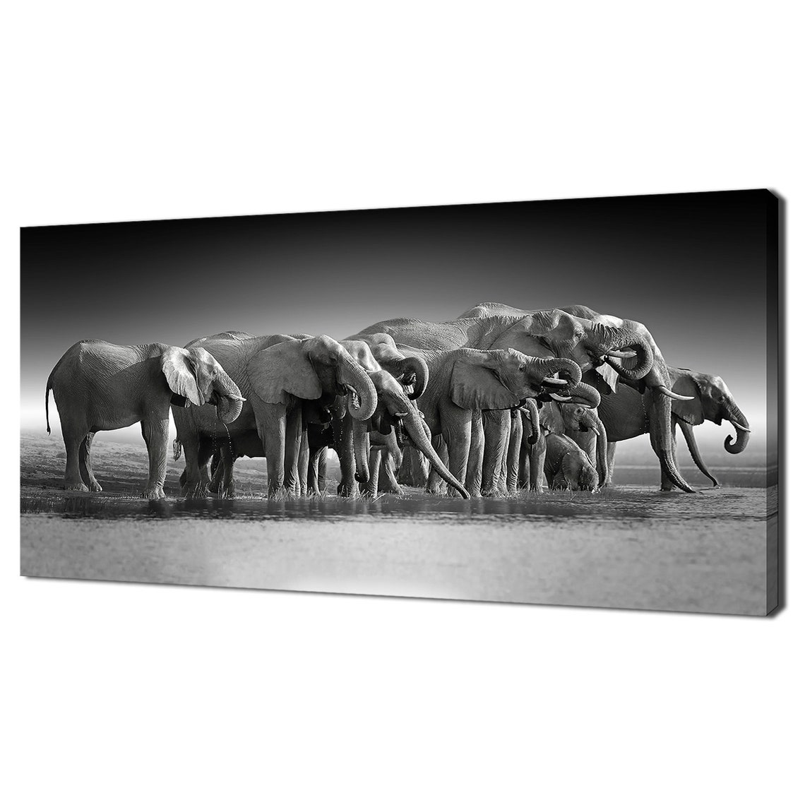 African Elephants Herd Black And White Watering Hole Panorama Poster