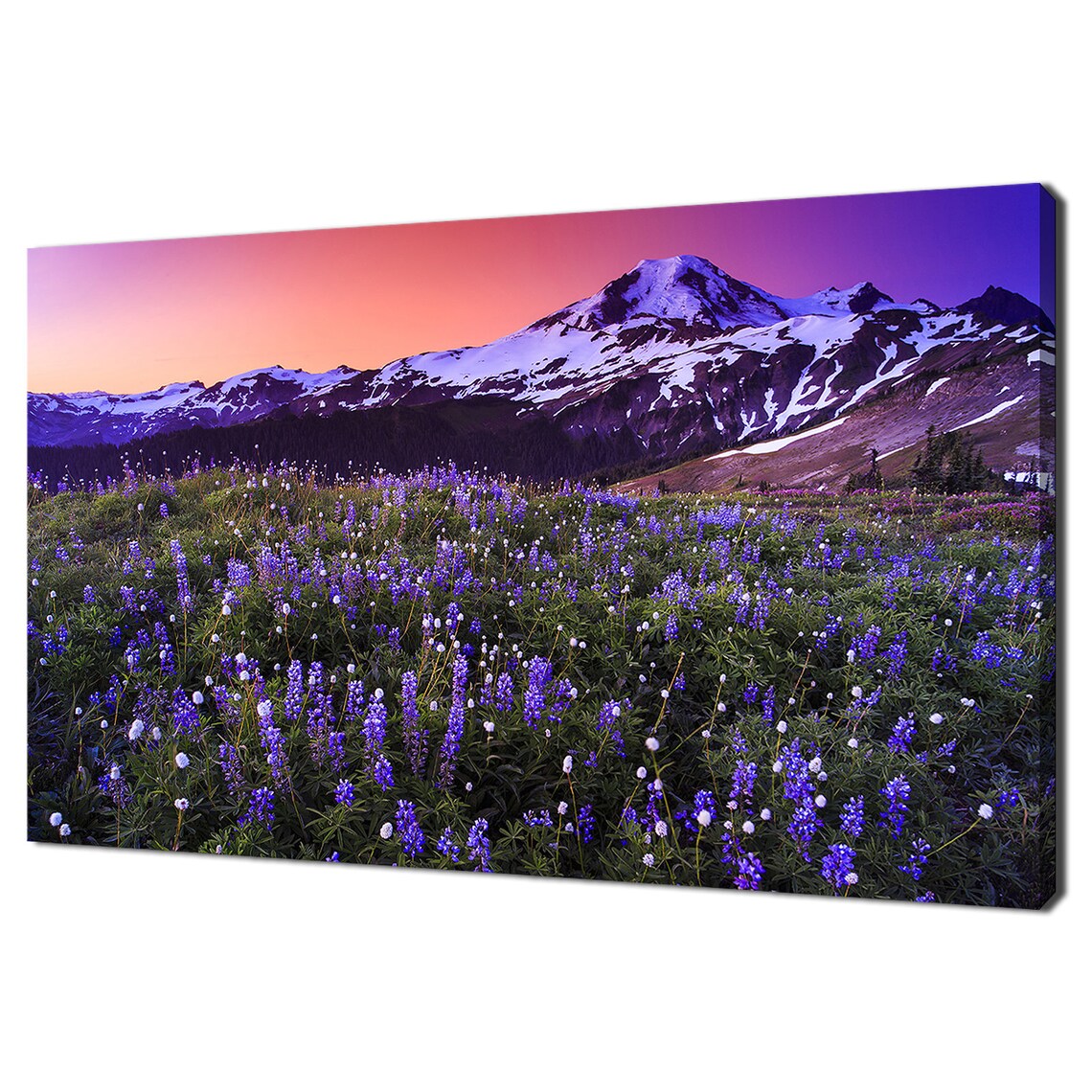 Purple Lupine Wildflower Meadow Mountain Sunset Travel Poster