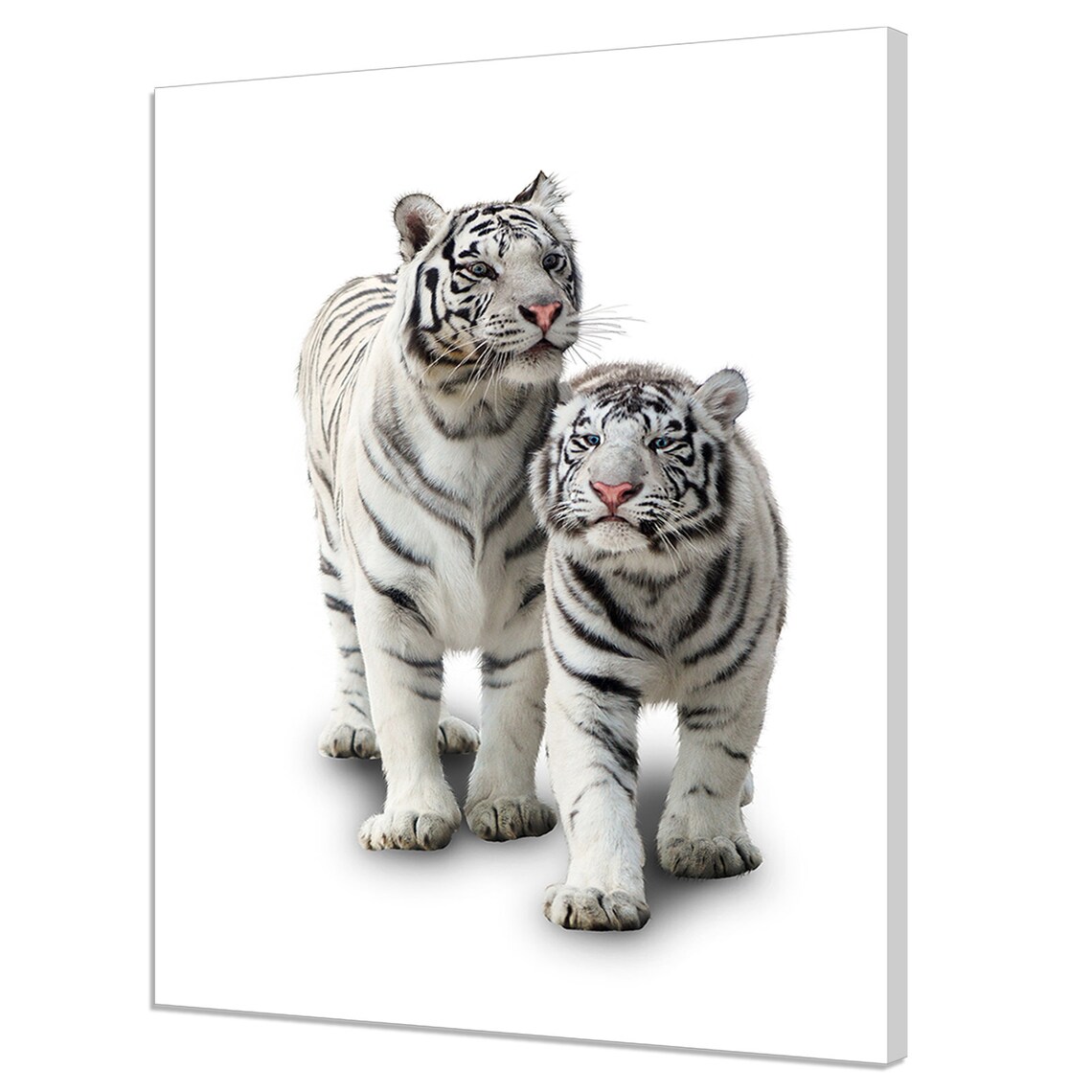 Two White Tigers On White Background Majestic Portrait Photo Wall Art