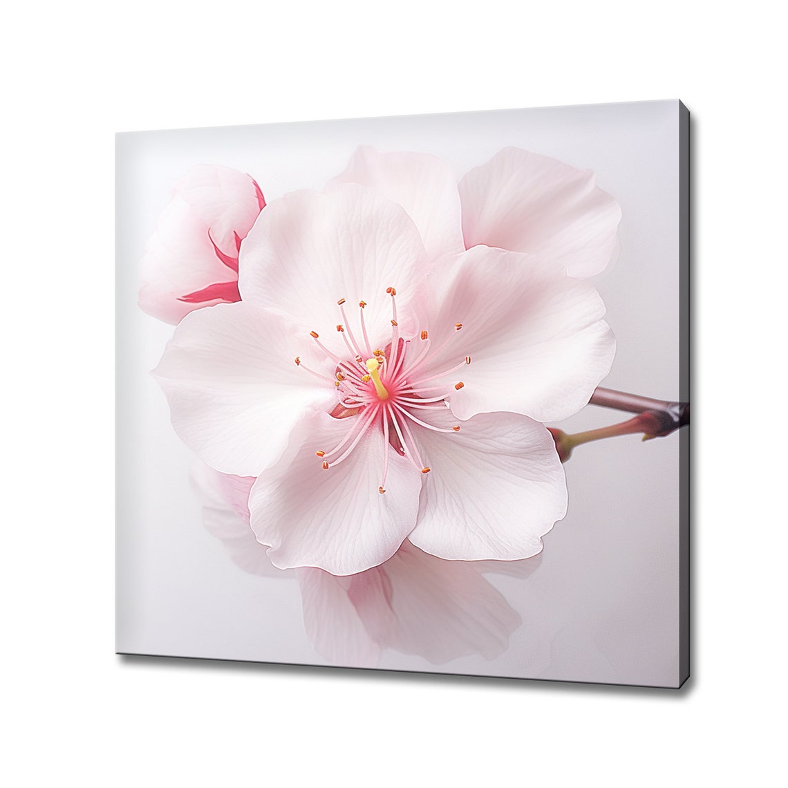 Single Pale Pink Cherry Blossom Flower Macro Minimalist Wall Art