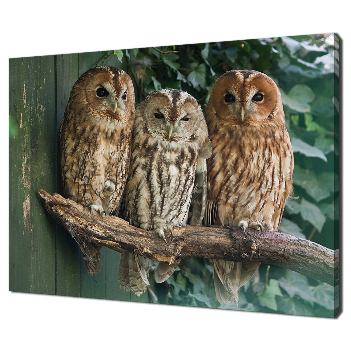 Three Tawny Owls, Modern Home Decor Wall Art Print