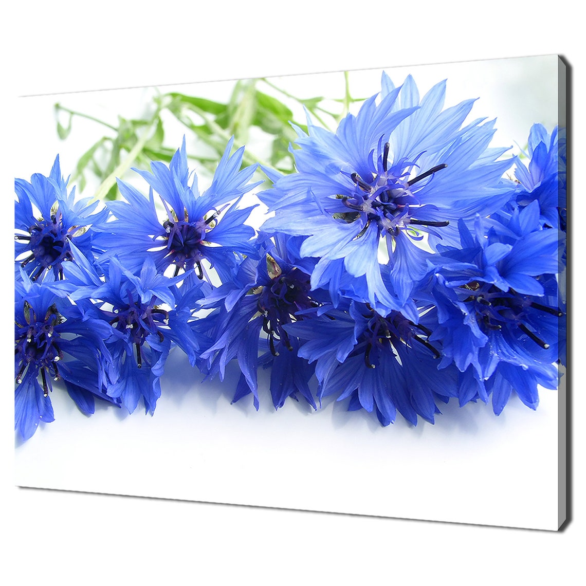 Blue Cornflower Bachelors Button Blooms Close Up Floral Wall Art Print