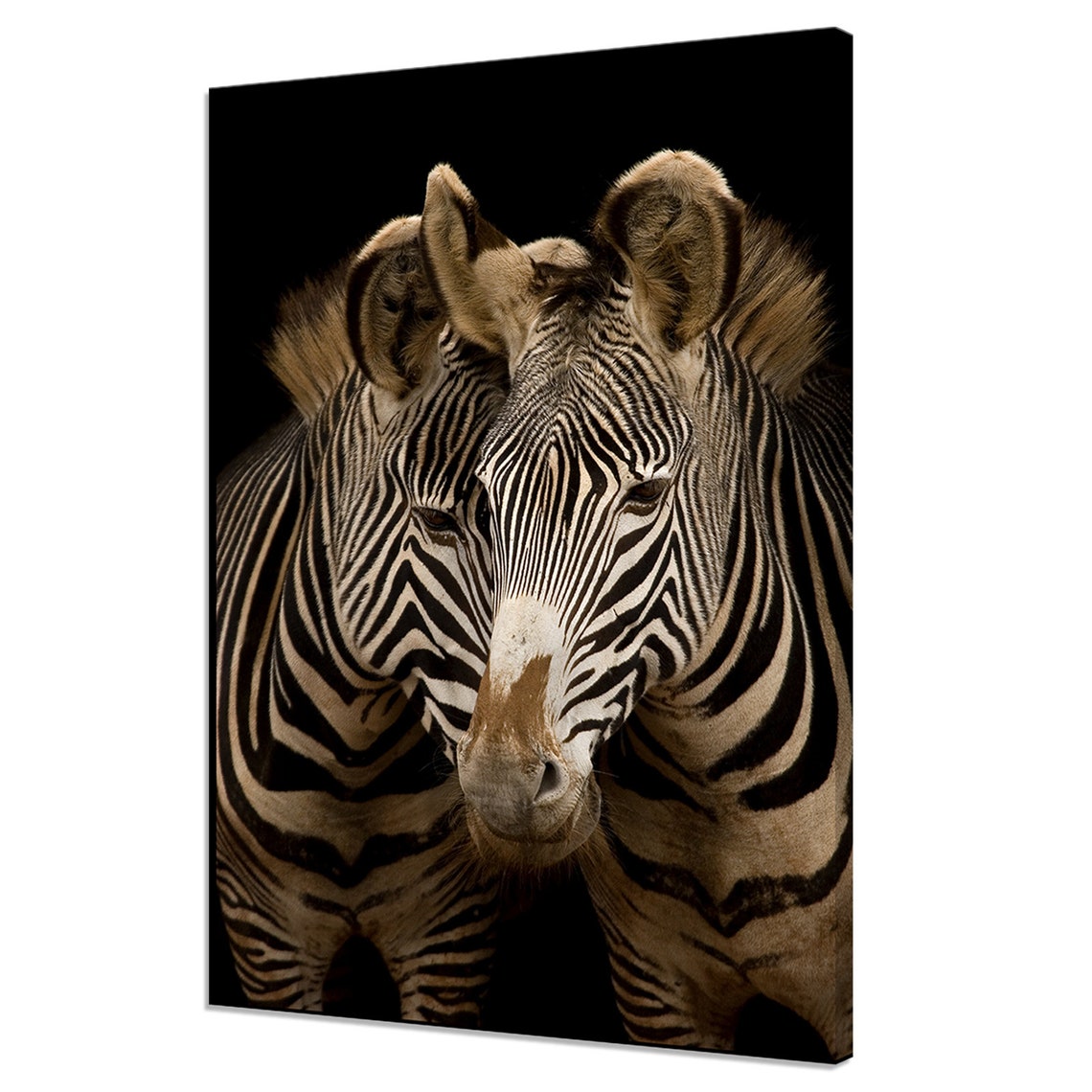 Two Zebras Portrait Sepia Black and White Animal Photography Poster