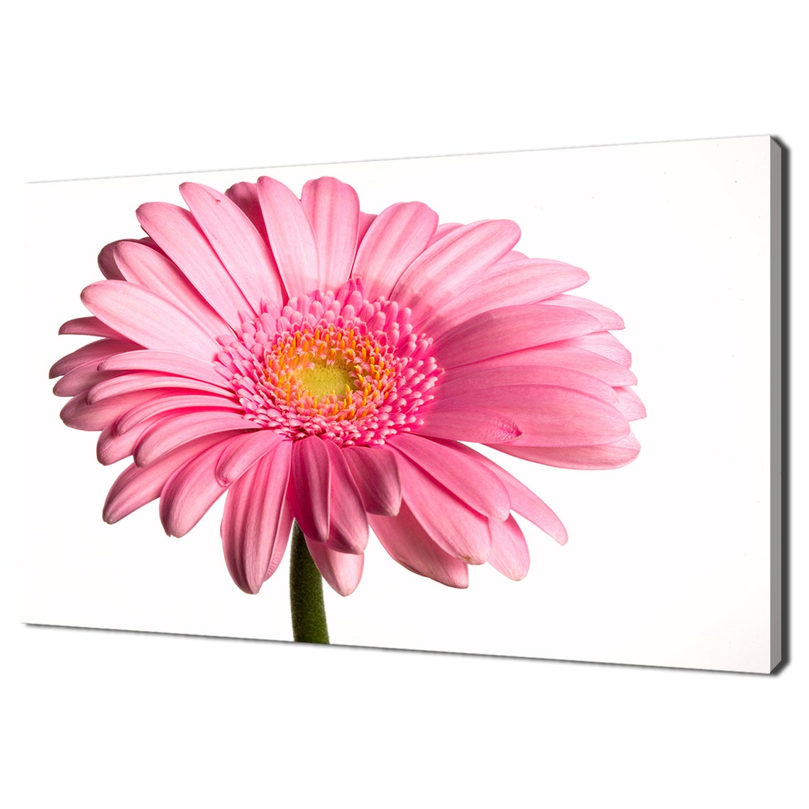 Pink Gerbera Daisy Flower Close Up On White Background Art Poster