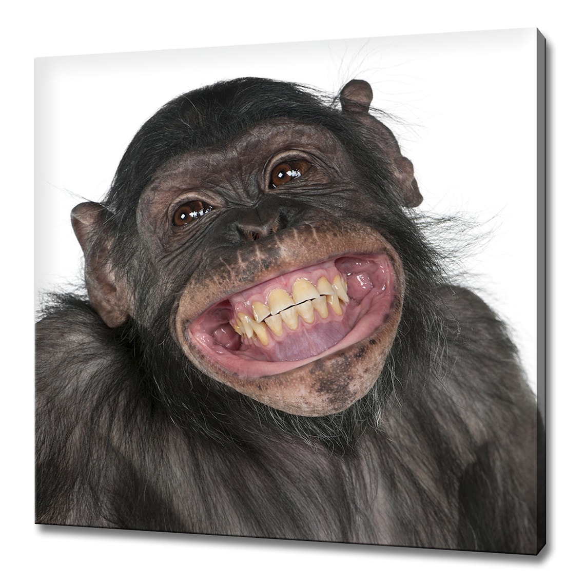 Cute Smiling Monkey, Modern Humorous Art Print