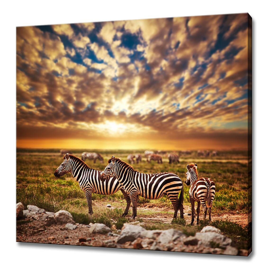 Zebras Herd African Savanna Sunset Dramatic Clouds Wildlife Photography Wall Art