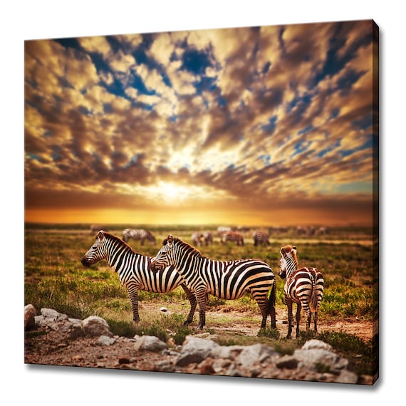 Zebras Herd African Savanna Sunset Dramatic Clouds Wildlife Photography Wall Art