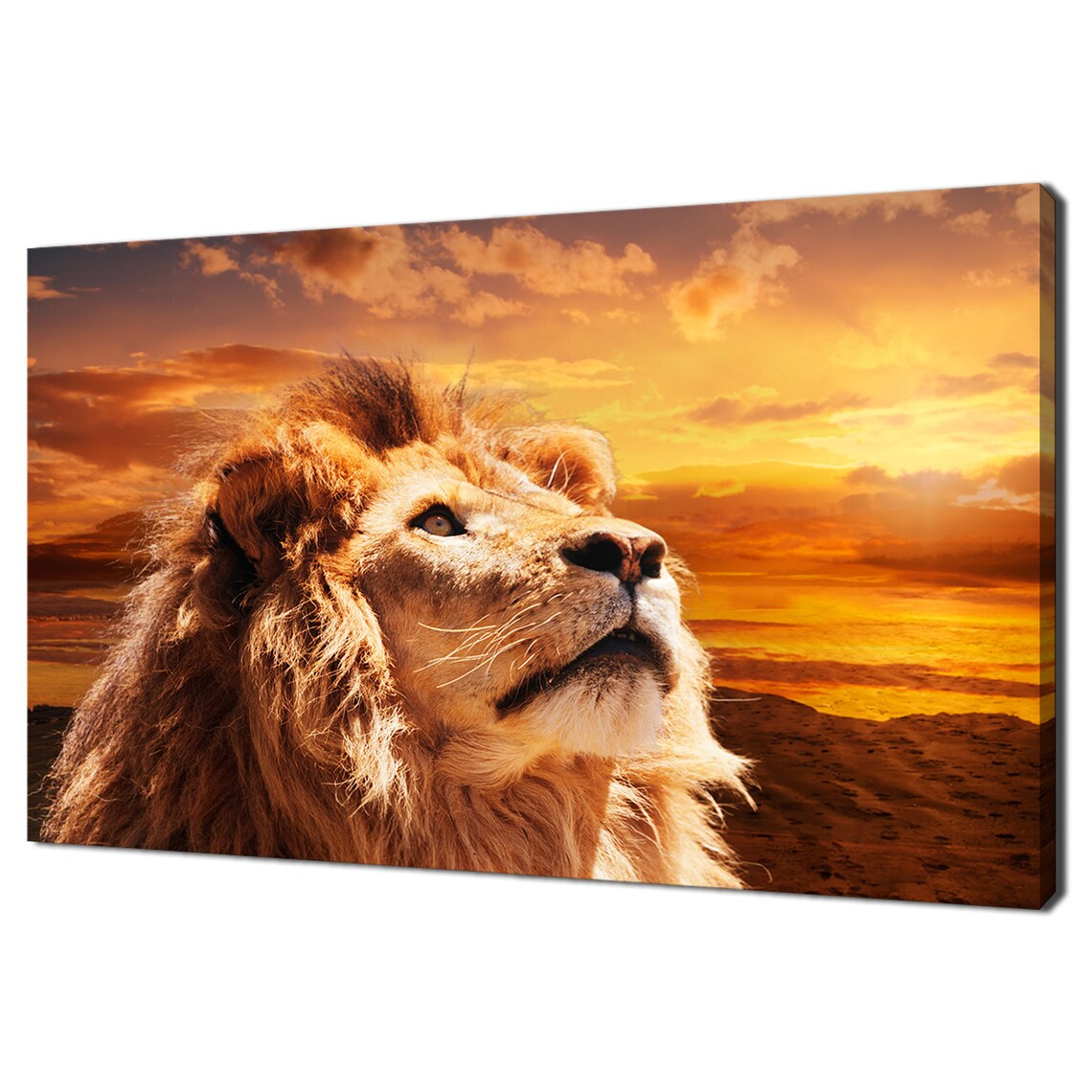 Majestic Lion Looking Up Into A Sunset Sky Art Print