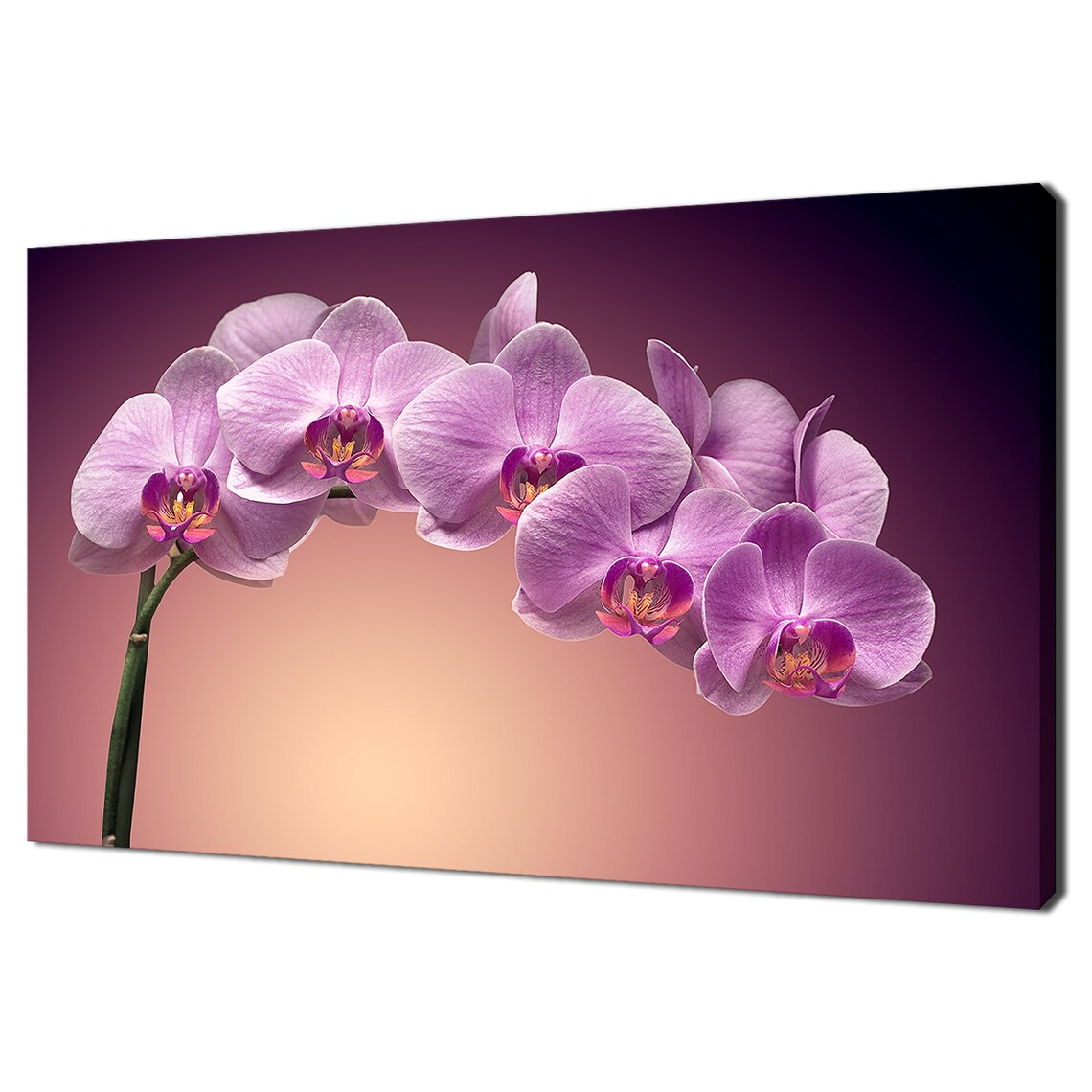 Pink Orchid Stem, Modern Design Wall Art Print